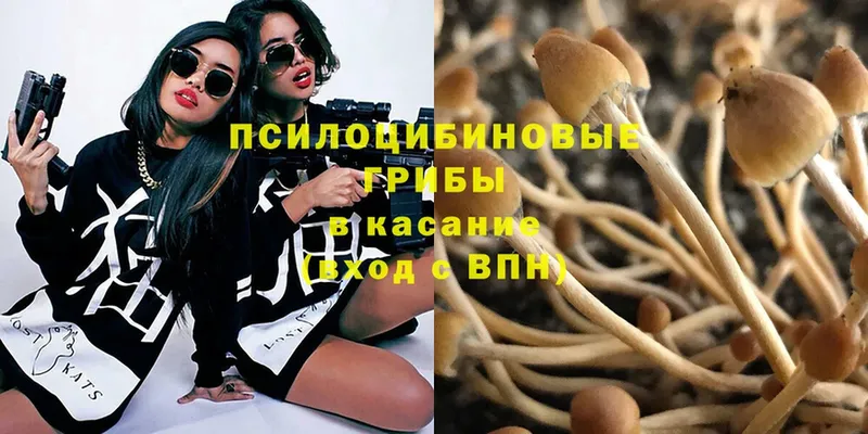 купить наркоту  Полевской  Галлюциногенные грибы Psilocybe 